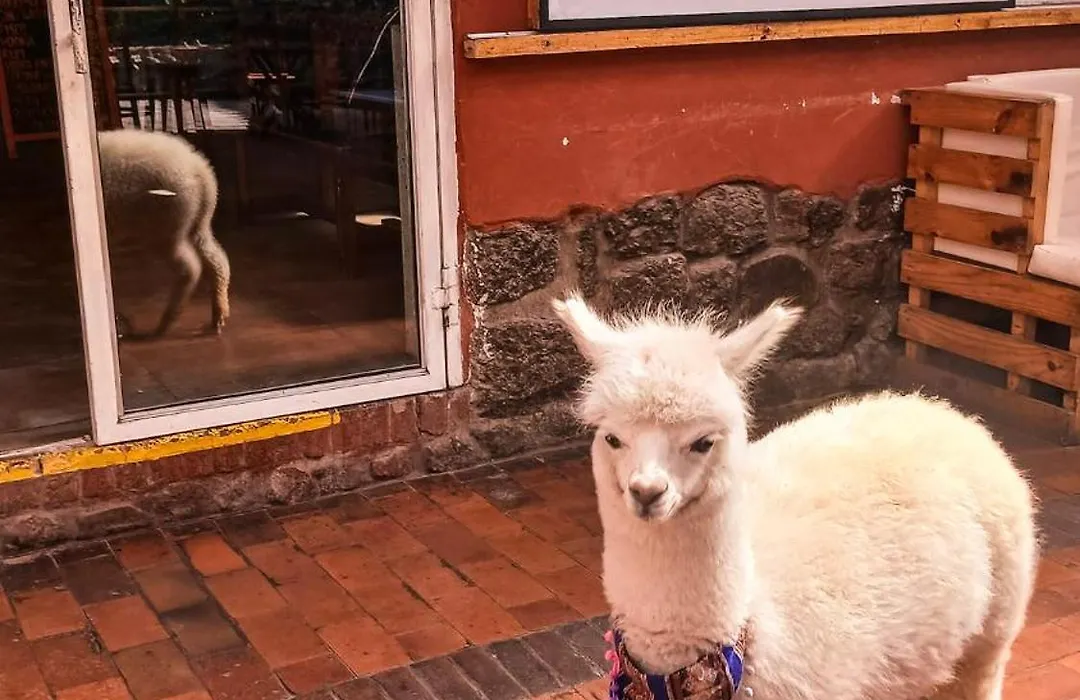 Loki Cusco-1